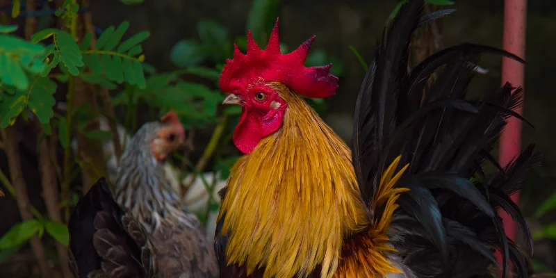 From the Cockpit to the Cyber Arena: Exploring the Impact of Online Sabong on Cockfighting Culture