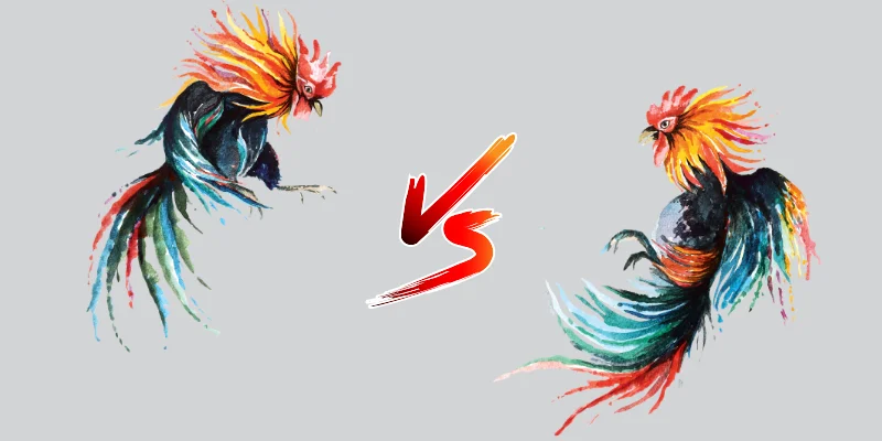 Betting on Roosters: A Beginner's Guide to Online Sabong and the Exciting World of Cockfighting